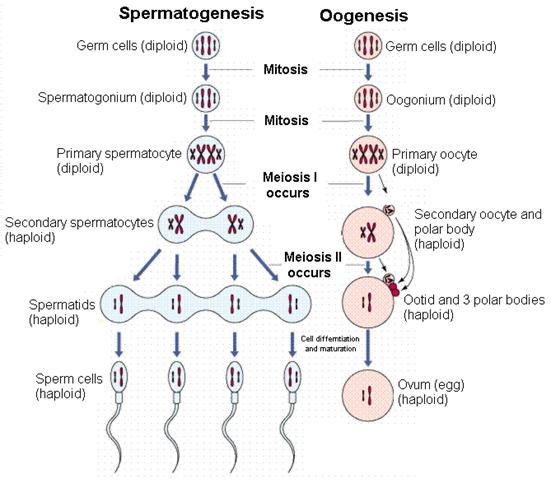 Chapter 5 Principles Of Genetics A Review